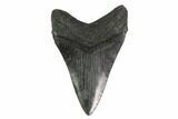 Fossil Megalodon Tooth - Lower Tooth #135451-2